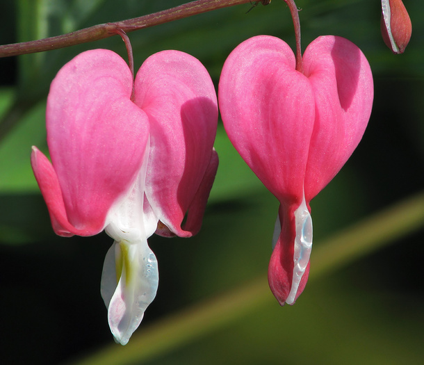 DICENTRA SPECTABILIS