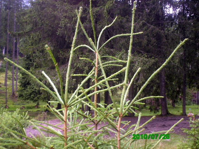 IMG_0098 - valsani  2010