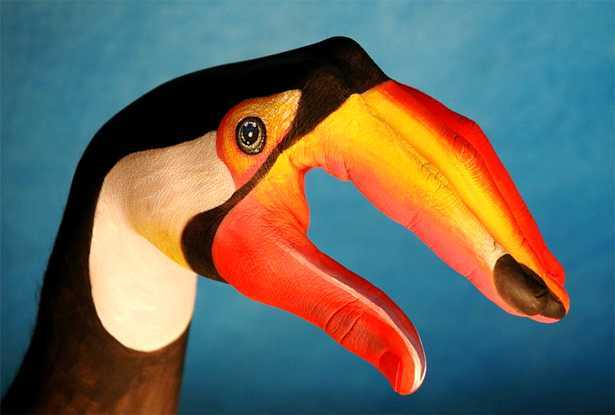 toucan - Picturi pe corp de Guido Daniele
