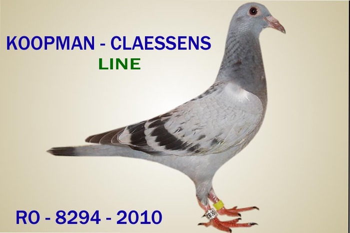 8294 Koopman-Claessens - Acum matca 2011