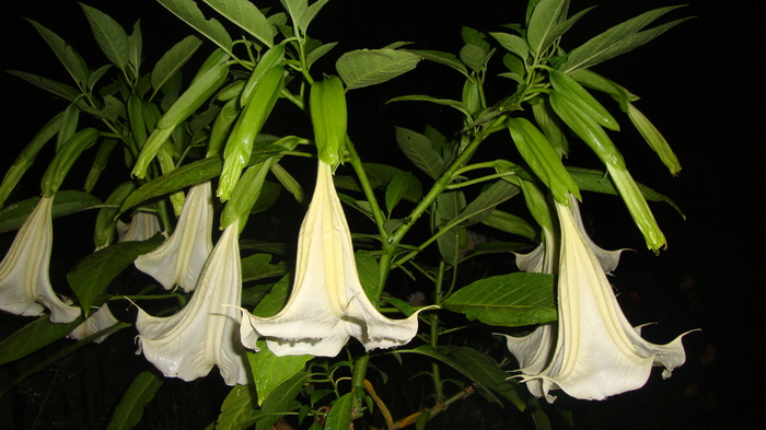 DSC06823 - BRUGMANSIA