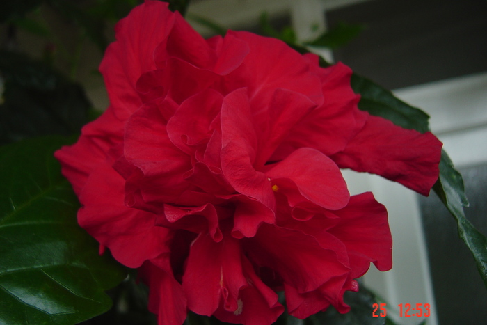 Picture 014 - 09-2012-HIBISCUS