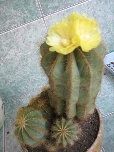 Picture 022 - cactusi