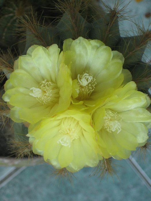 Picture 020 - cactusi