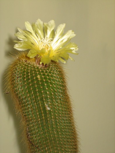 Picture 169 - cactusi