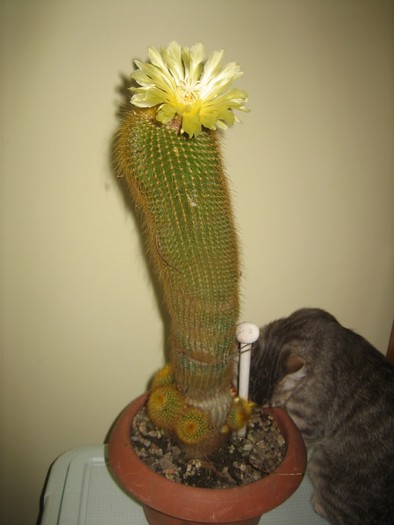 Picture 171 - cactusi