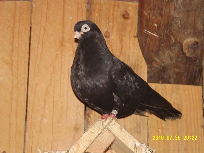 10 - porumbei 2010