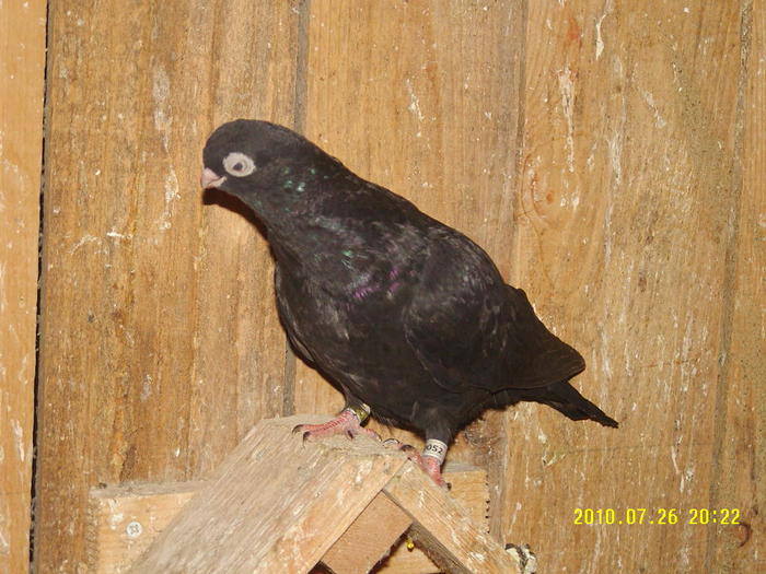11 - porumbei 2010
