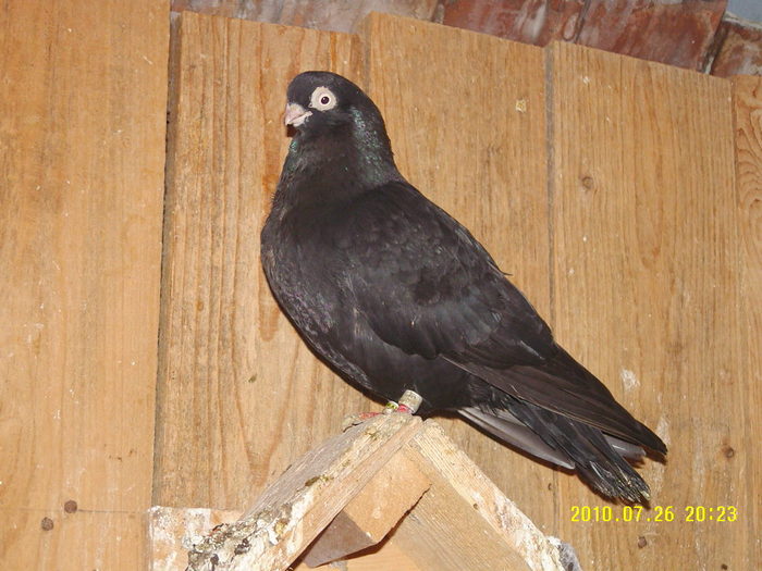 13 - porumbei 2010