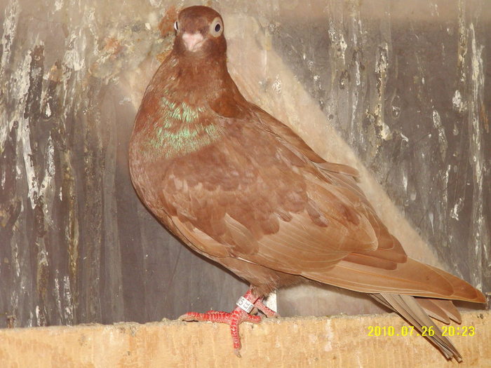 15 - porumbei 2010