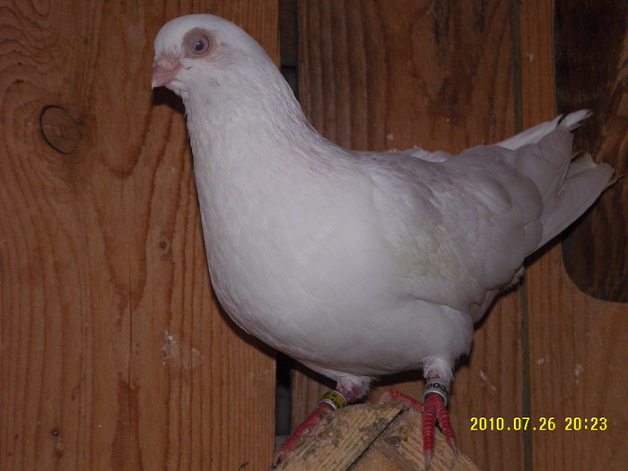 16 - porumbei 2010