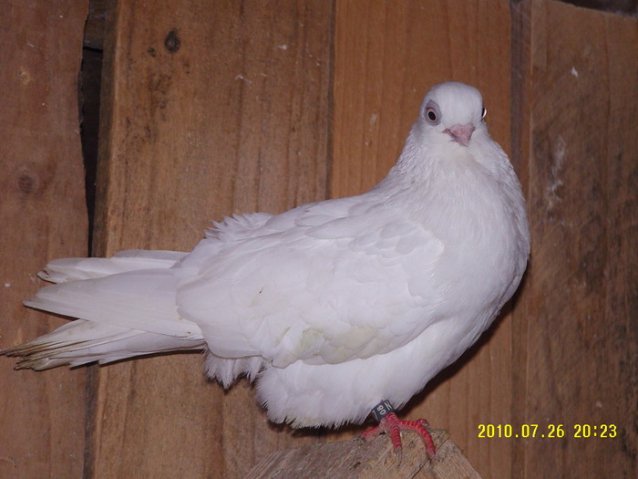 17 - porumbei 2010