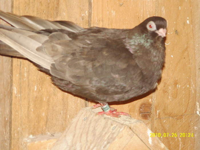 18 - porumbei 2010