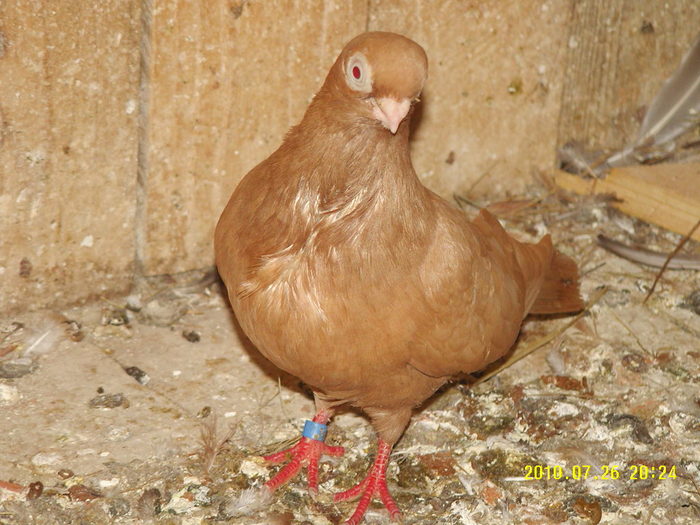 19 - porumbei 2010