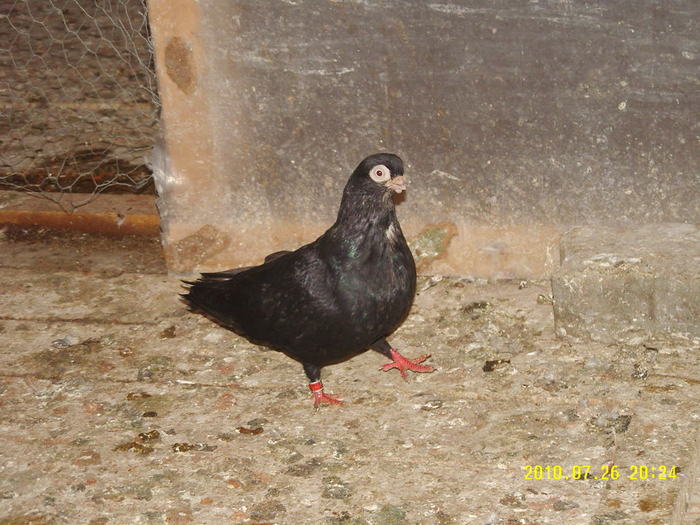 20 - porumbei 2010
