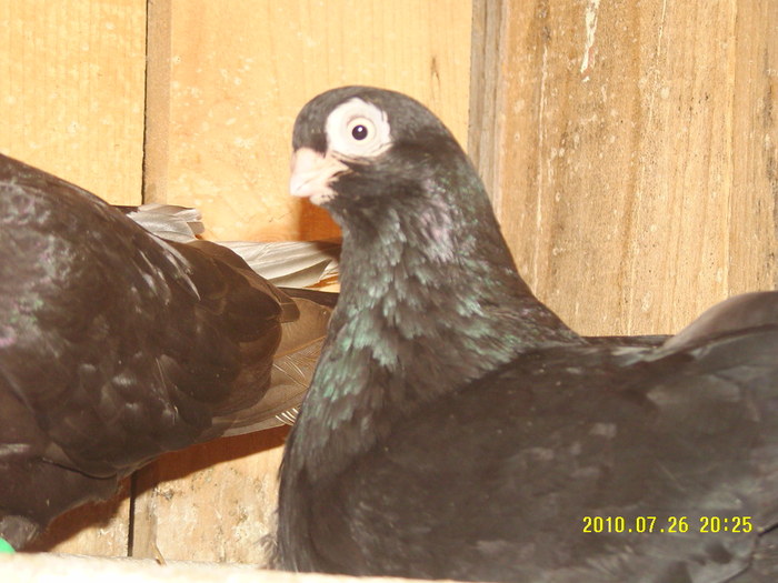 22 - porumbei 2010