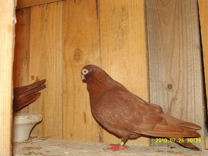 25 - porumbei 2010