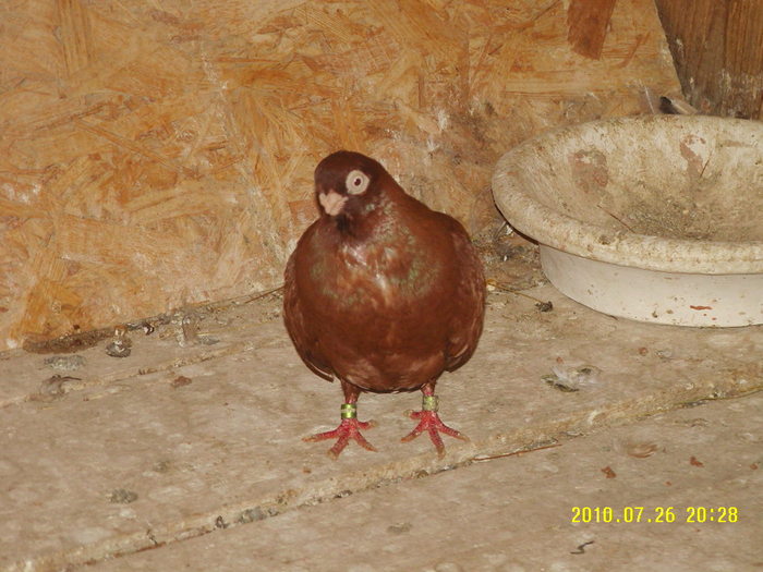35 - porumbei 2010