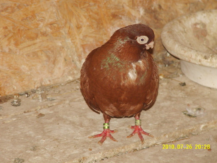 36 - porumbei 2010