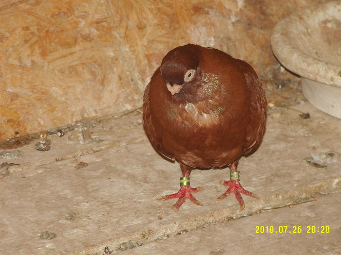 37 - porumbei 2010