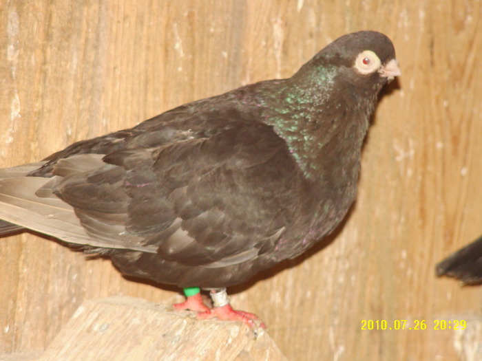 38 - porumbei 2010