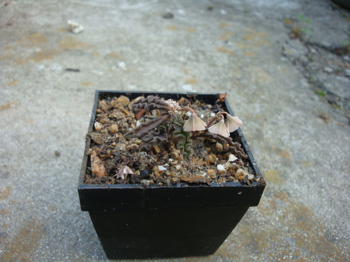 Euphorbia decaryi  (Guillaumin)