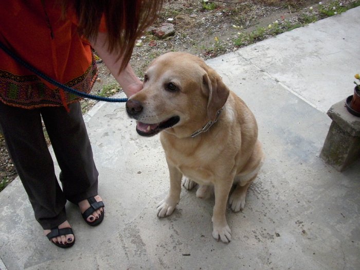 IMG_4190; Dandi.Un labrador simpatic
