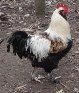 KathleenOConnerlargeSalmon1a-custom-size-236-279