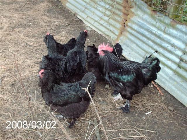 Large Blacks faverolles