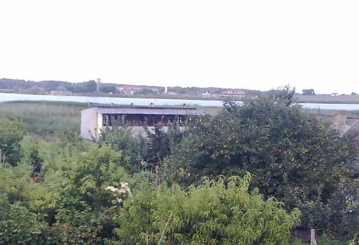 berze pe casa vecinului - CURTEA MEA_PARADISUL MEU