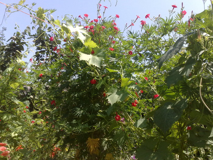 Cardinal Climber - CURTEA MEA_PARADISUL MEU
