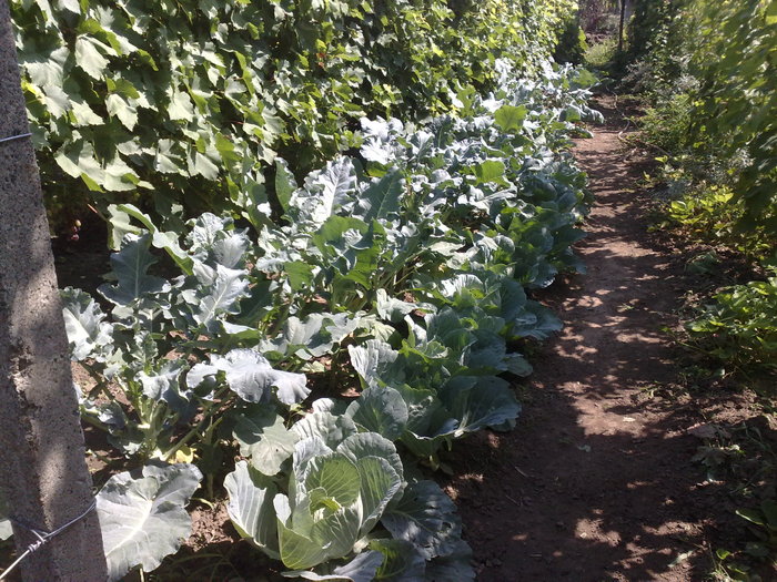 Broccoli si varza - RECOLTE