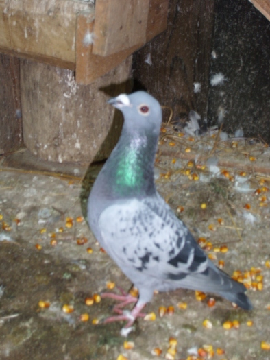 SL272954 - porumbei voiajori 2009