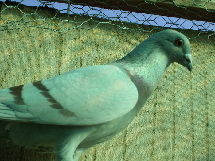 SL272980 - porumbei voiajori 2009