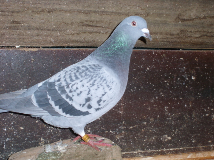 SL273026 - porumbei voiajori 2009