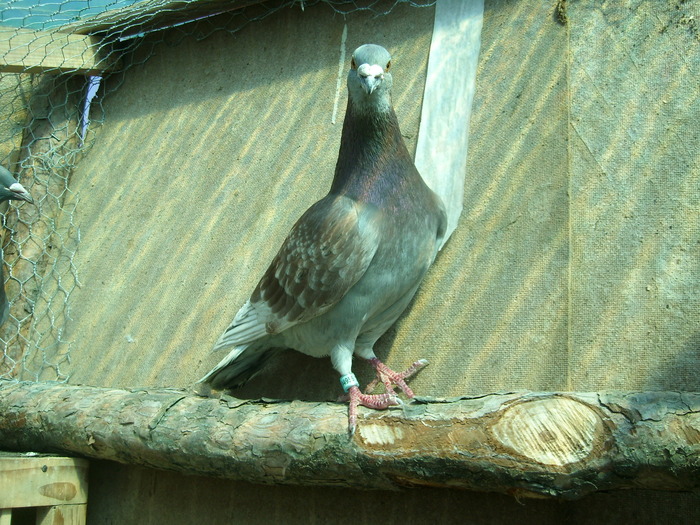 mascul maghiar 2006 - porumbei voiajori in voliera 2009