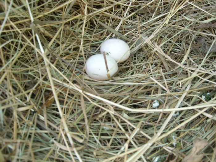 oua de la porumbitza magiara - porumbei voiajori in voliera 2009