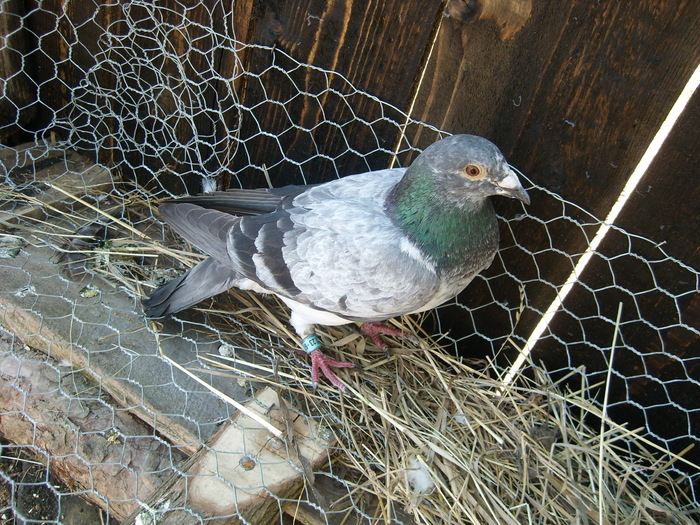 primul porumbel de la care a pornit totul - porumbei voiajori in voliera 2009