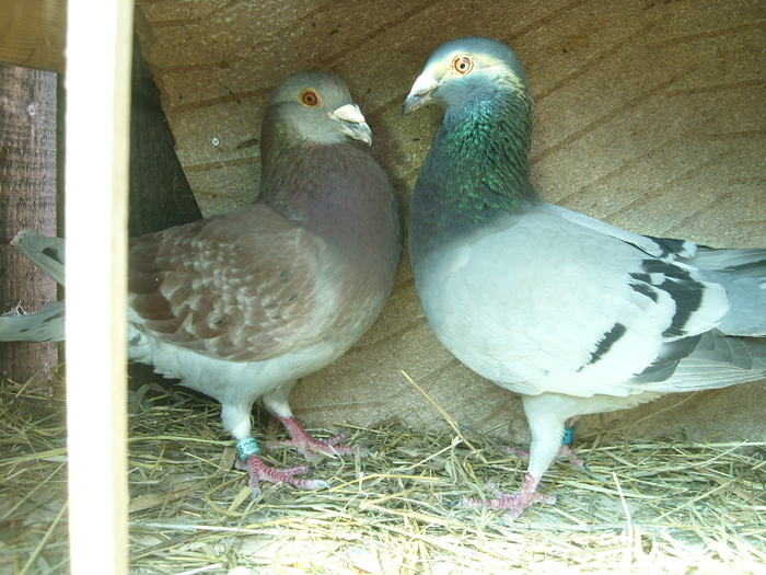 perechea nr 2 - porumbei voiajori in voliera 2009