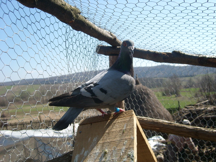 SL271783 - porumbei voiajori in voliera 2009