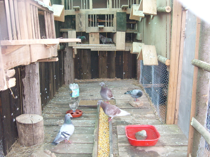 SL271810 - porumbei voiajori in voliera 2009