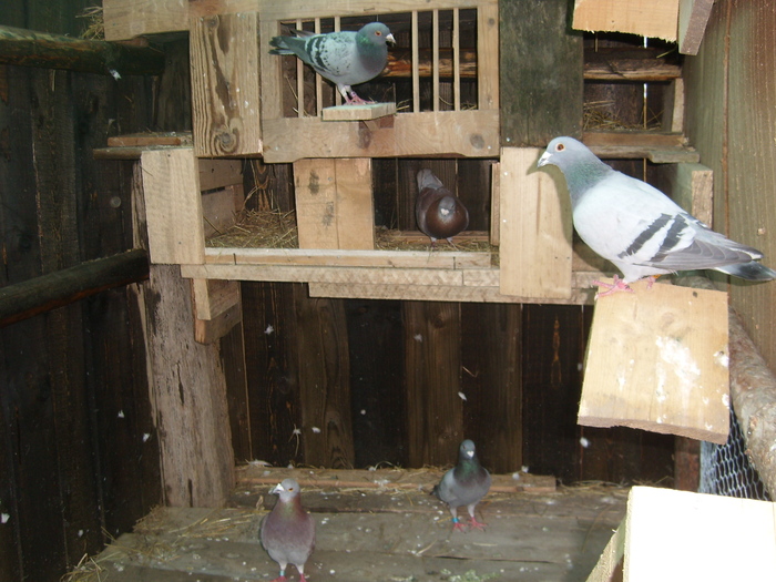 SL271818 - porumbei voiajori in voliera 2009