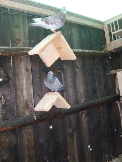 SL271819 - porumbei voiajori in voliera 2009