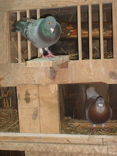 SL271828 - porumbei voiajori in voliera 2009