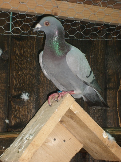 SL271832 - porumbei voiajori in voliera 2009