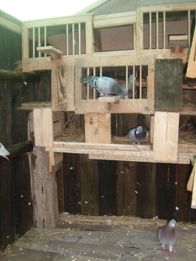 SL271836 - porumbei voiajori in voliera 2009