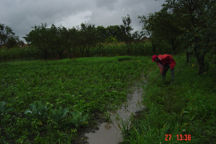 Picture 179 - gradina mea 2010