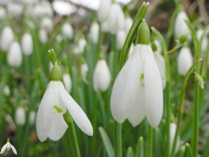 snowdrops_4 - 11am nevoie de ajutorul vostru11