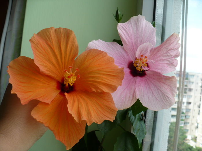 P1290012 - hibiscusi 2010