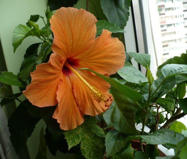 P1280988 - hibiscusi 2010